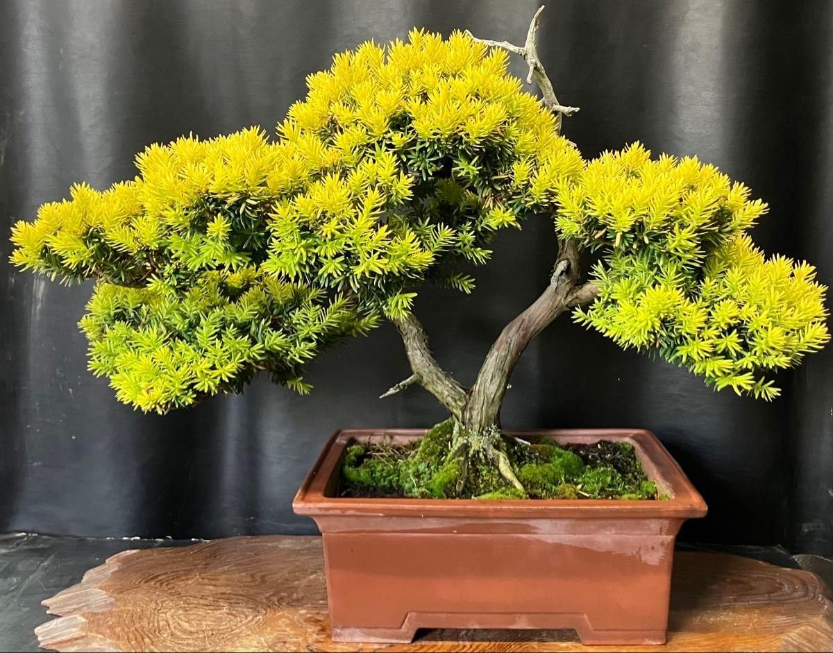 【創作 中品 黄金真柏盆栽】⭕TANUKI、舎利、神抜群❗ 黄金一位 盆栽 中品盆栽 創作 中品 黄金真柏盆栽】⭕TANUKI、