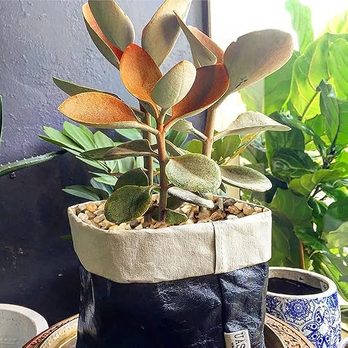 Miniatura 3 de Piedra de arena gruesa de 10 libras para rocas decorativas, cubierta de suelo, bonsái, suculentas, terrario, cactus, acuario, jardín, bricolaje,