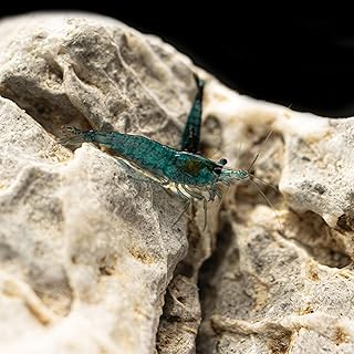 Blueberry Shrimp (Neocaridina davidi) (12 Pack)