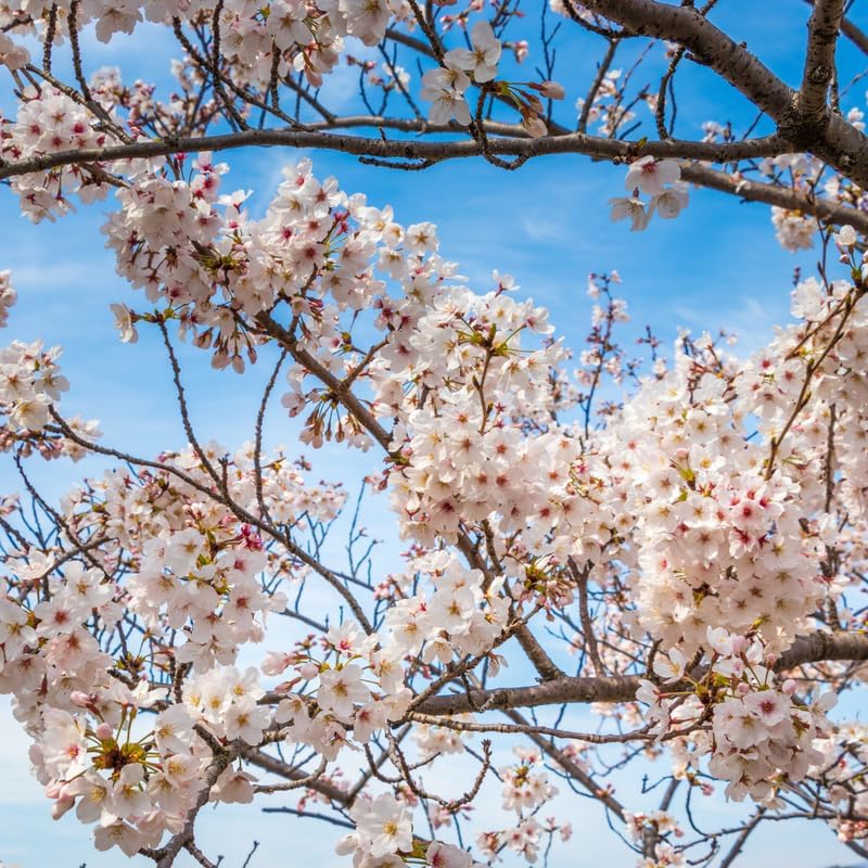 White Cherry Blossom Live Plant in Pot, Live Cherry Blossom Tree Plant, 8 to 12 Inch Tall Cherry Blossom Tree Plant for Garden, Perennial Cherry Blossom Tree