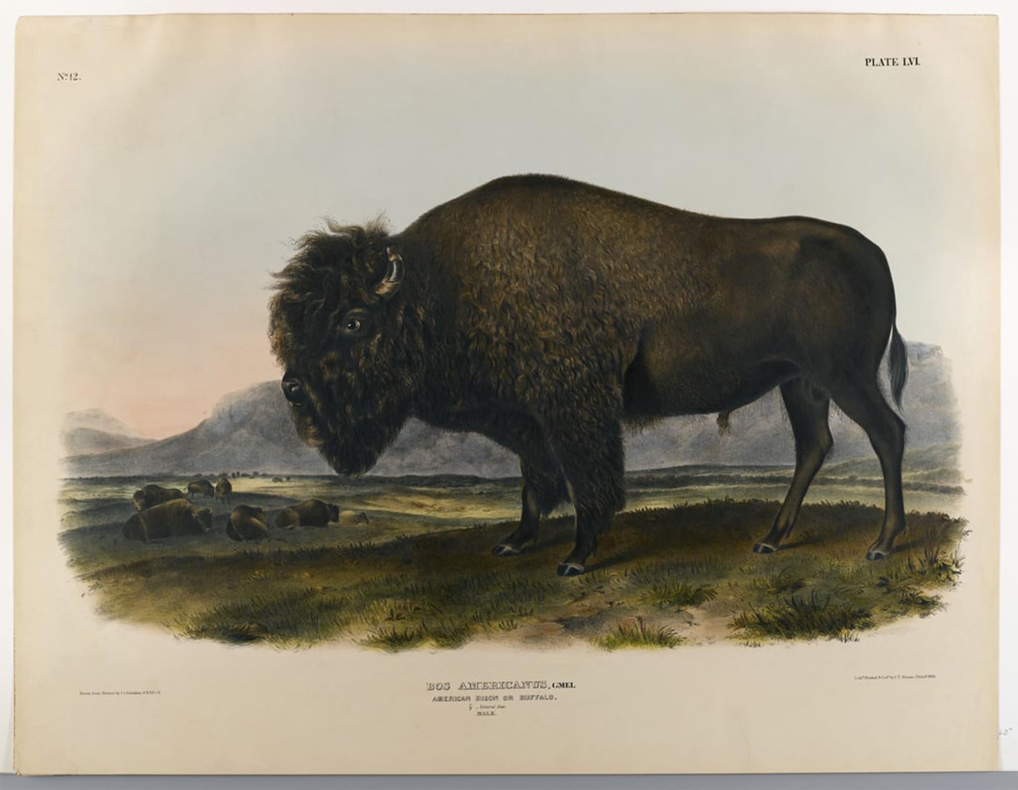 ARTXLXXBN Famous Painting Canvas Artwork Graffiti Print American Bison or by John Jamess Audubon Portrait Canvas Image for Home Decor 60x90cm