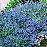25 Seeds Catmint Seeds- 'Blue Wonder'-(nepeta Mussinii)-compact, Heat Tolerant,perennial