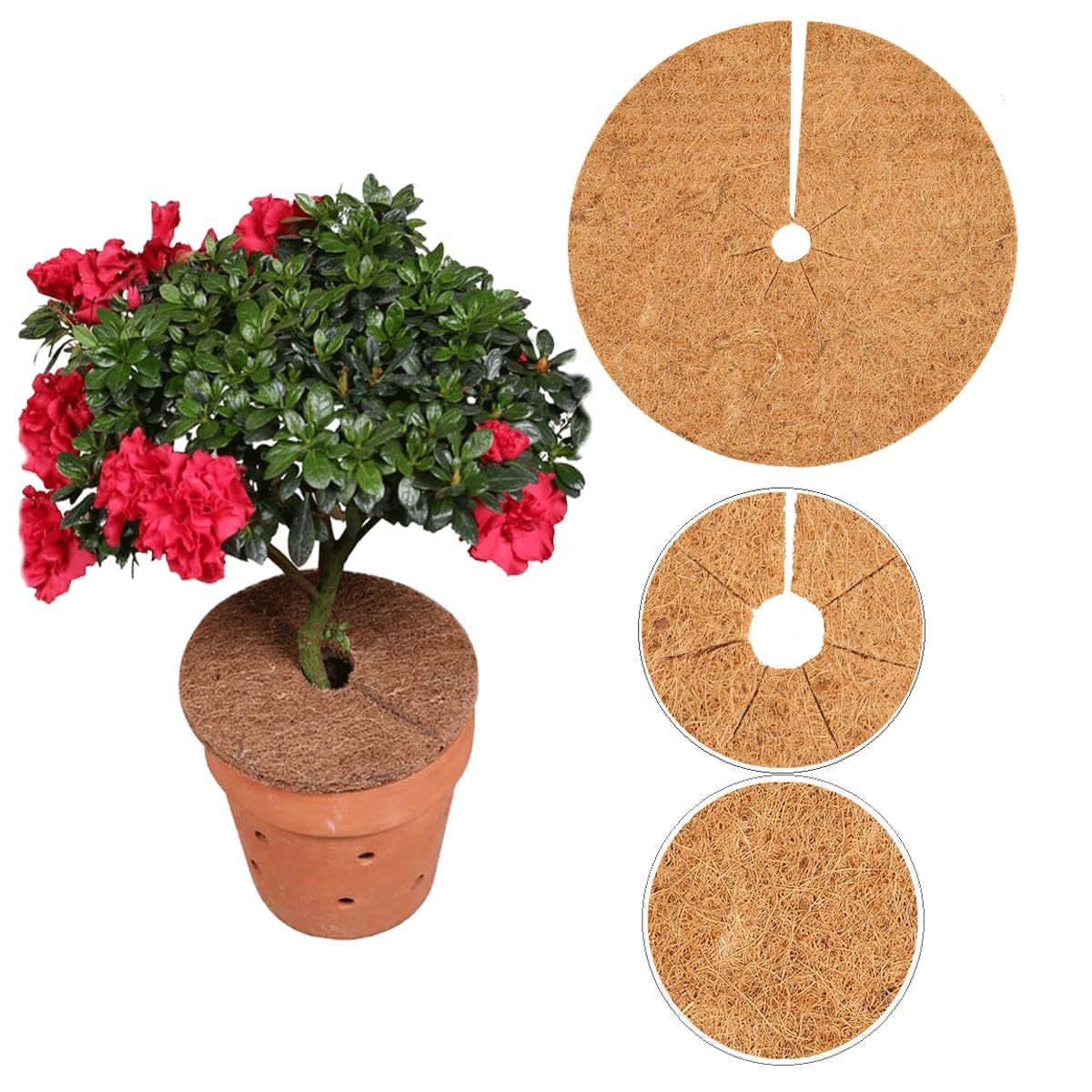 MW.Shop.24 Tapis En Coco 100 % Biologique, Protection Hivernale Pour Plantes. Protection Contre Le Froid, Largeur 25 Cm/50 Cm/100 Cm