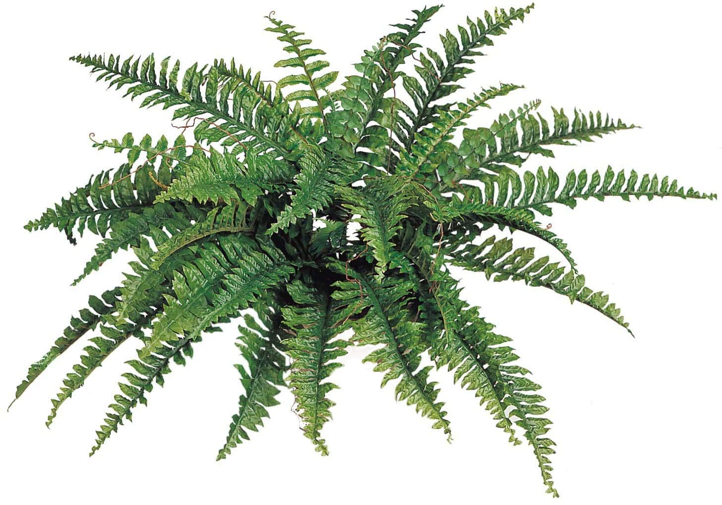 Floral Homew Artificial Boston Fern Plant with 42 Lifelike Green Silk Fronds | 34
