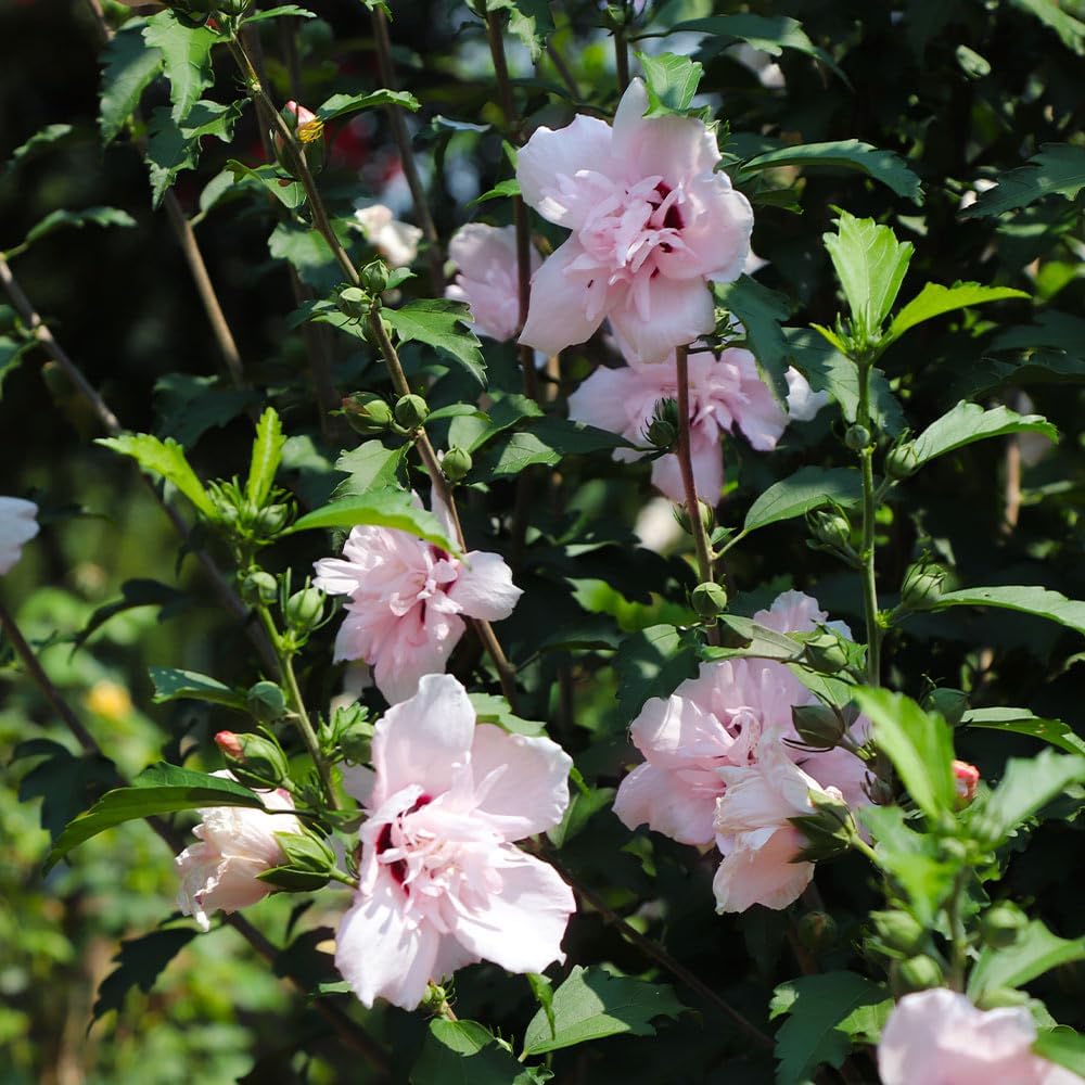 Brighter Blooms - Pink Rose of Sharon Althea Tree, 3-4 ft. - No Shipping to AK, AZ, CA, HI, OR