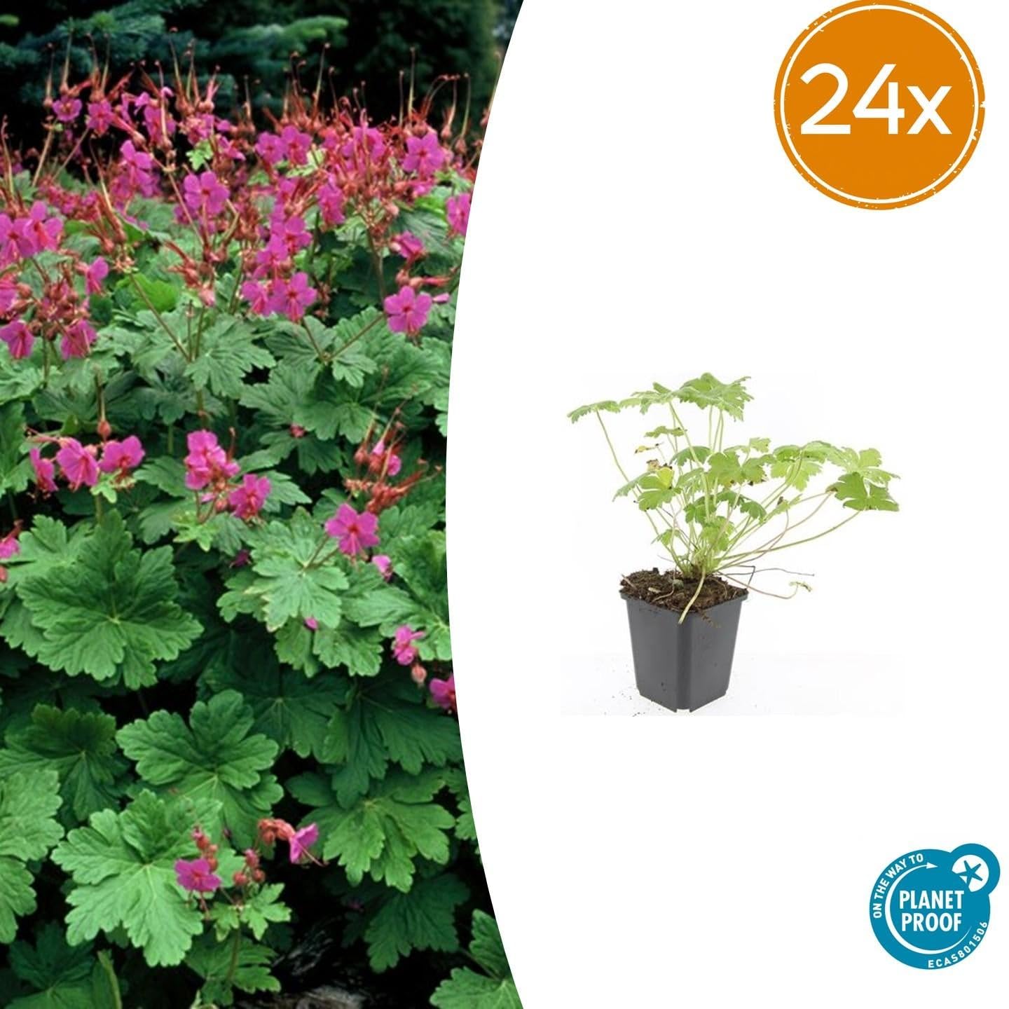 Storchschnabel Geranium macrorrhizum 'Czakor' 24 Pflanzen Ø9 cm 10-25 cm
