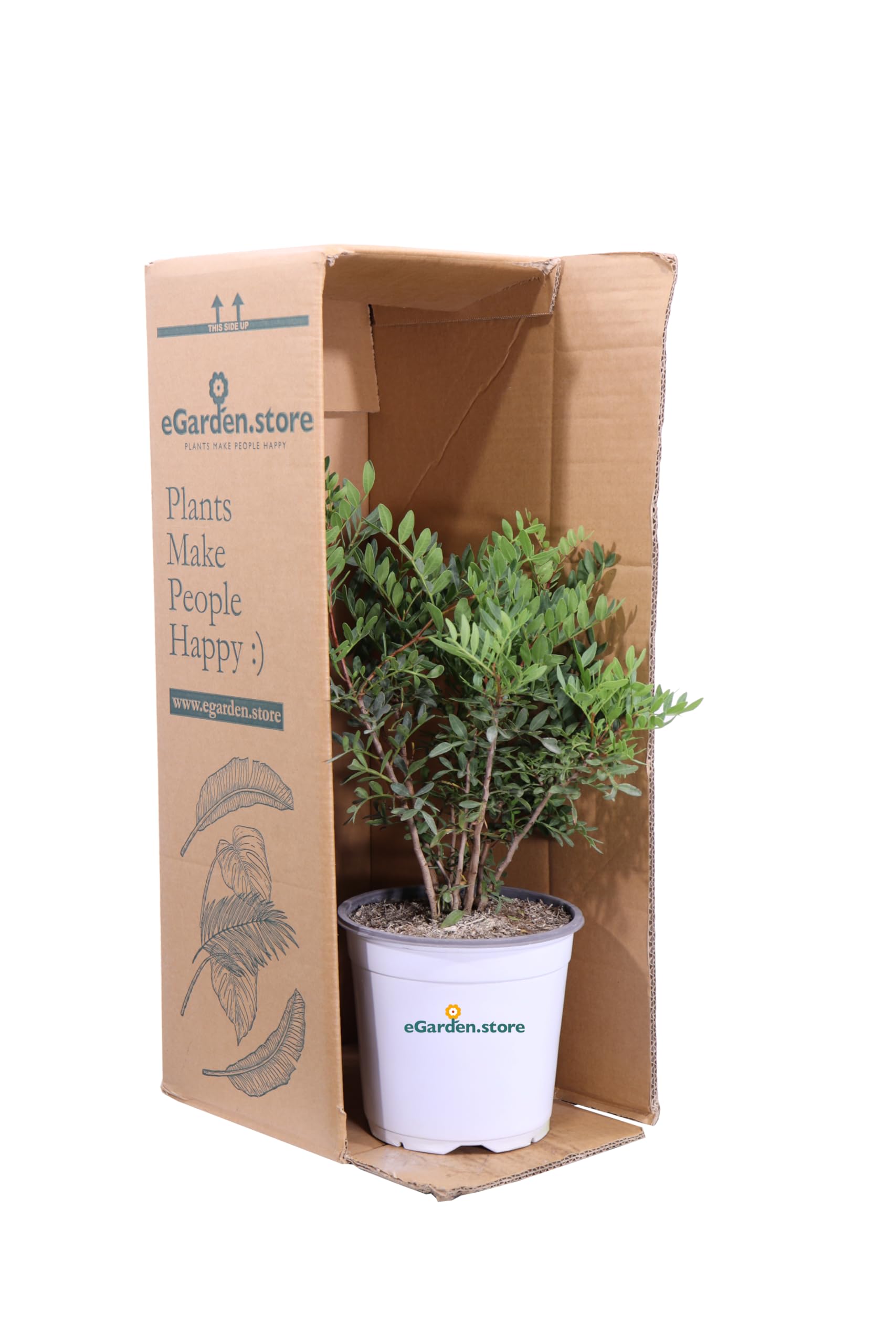 Pianta Di Lentisco (Pistacia Lentiscus) In Vaso 24 Cm - Sempreverde Per Esterni