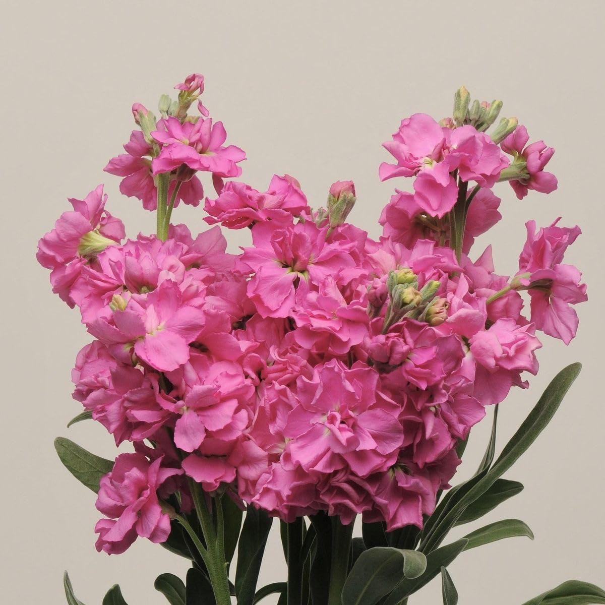 SVG® Stock flower seeds for planting home gardening Pack of 100 seeds (LITE PINK) (B0CYBVN7VB) Amazon Price History, Amazon Price Tracker