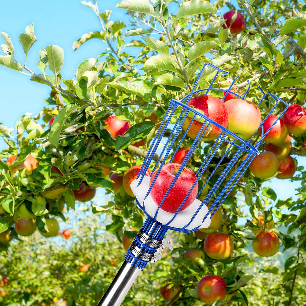 Strumento raccoglitrice di frutta, CestMall raccoglitrice di frutta da 13 piedi con palo telescopico in alluminio leggero e cesto, raccoglitore di frutta facile da montare, usa raccoglitrice di frutta