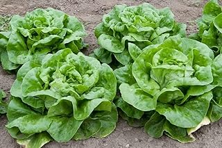 3000 ButterCrunch Butterhead Butter Crunch Leaf Lettuce Seeds - Non-GMO - Always Fresh Seed! - Planting Seeds for Home Vegetable Garden