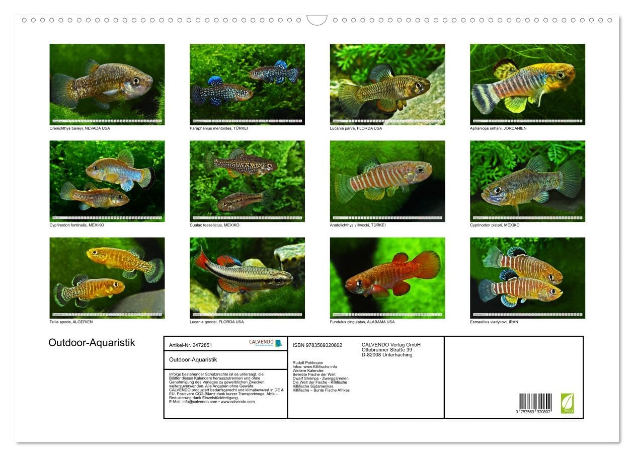 CALVENDO - Outdoor-Aquaristik (Wandkalender 2027 DIN A2 quer), Monatskalender: Freiland-Fische für Terrasse, Balkon und Garten
