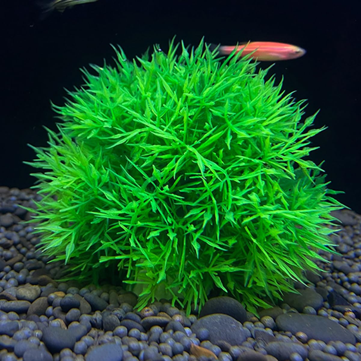 ABOOFAN 5 Set Di Decorazioni Per Piante Acquatiche Per Acquari Piante Acquatiche Realistiche Per Decorazioni Per Acquari 2 Pezzi * 5