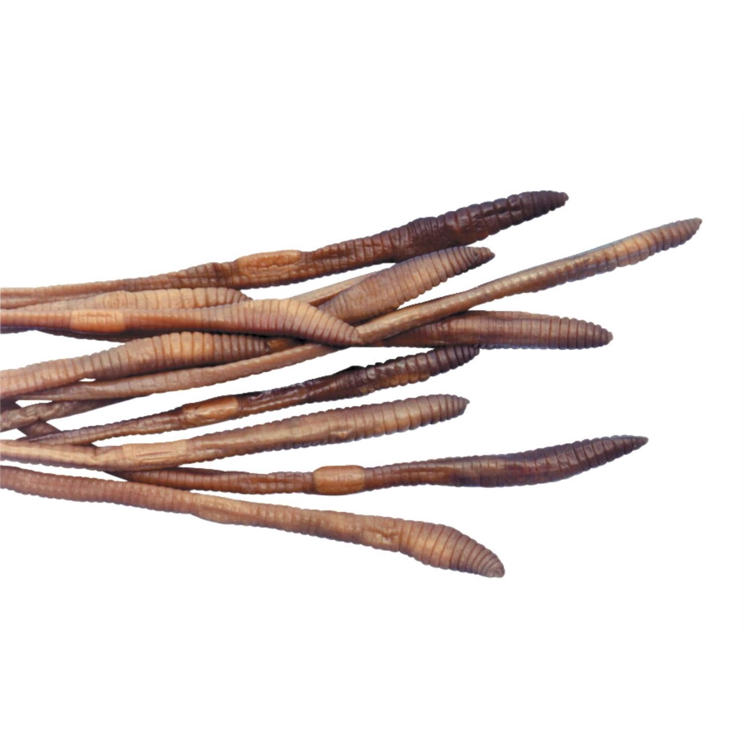 Choice Plain Injected Preserved Earthworm, 8-10 in, Pack of 10