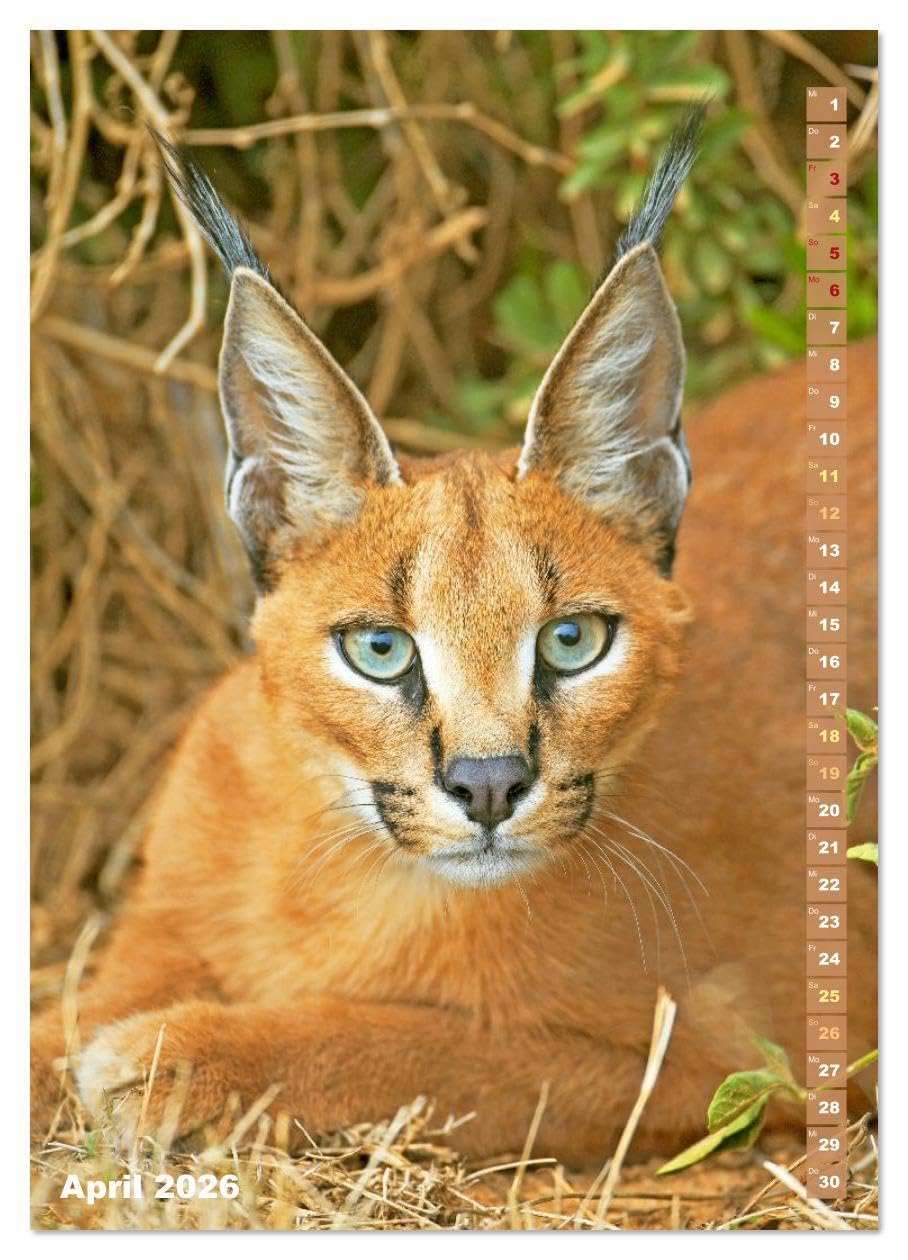 Raubkatzen: Die Jäger auf leisen Pfoten (hochwertiger Premium Wandkalender 2026 DIN A2 hoch), Kunstdruck in Hochglanz: Sprungkraft, Eleganz und Schönheit: Jaguar, Löwe und Tiger (CALVENDO Tiere)