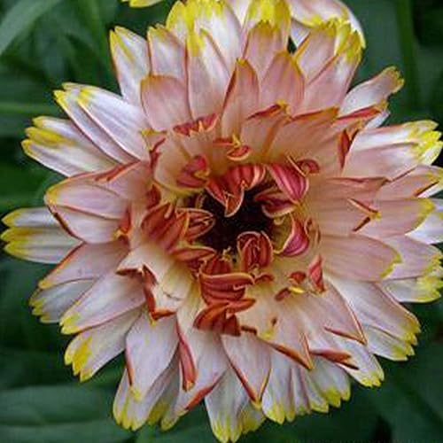 Semillas de caléndula orgánica Solar Flashback Mix – Paquete de 500 mg ~ 40-50 semillas – Orgánicas, sin OMG, polinizadas abiertas – Semillas de