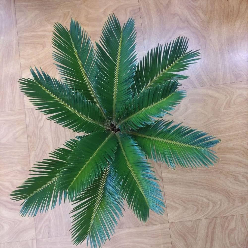 Amazon|ソテツ蘇鉄 ビッグ株 新葉10枚 観葉植物 インテリア|観葉植物 Amazon|ソテツ蘇鉄 ビッグ株 新葉10枚 観葉植物 インテリア|観葉植物