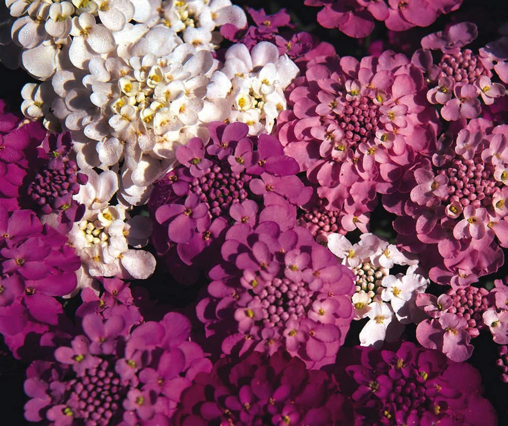 100 Iberis Sempervirens Seeds - Candytuft Crown Mixed - 100 Perennial Seeds