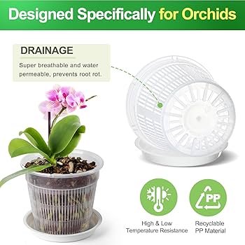 蘭鉢 71vJTtCAs0L._UF350,350_QL50_.jpg