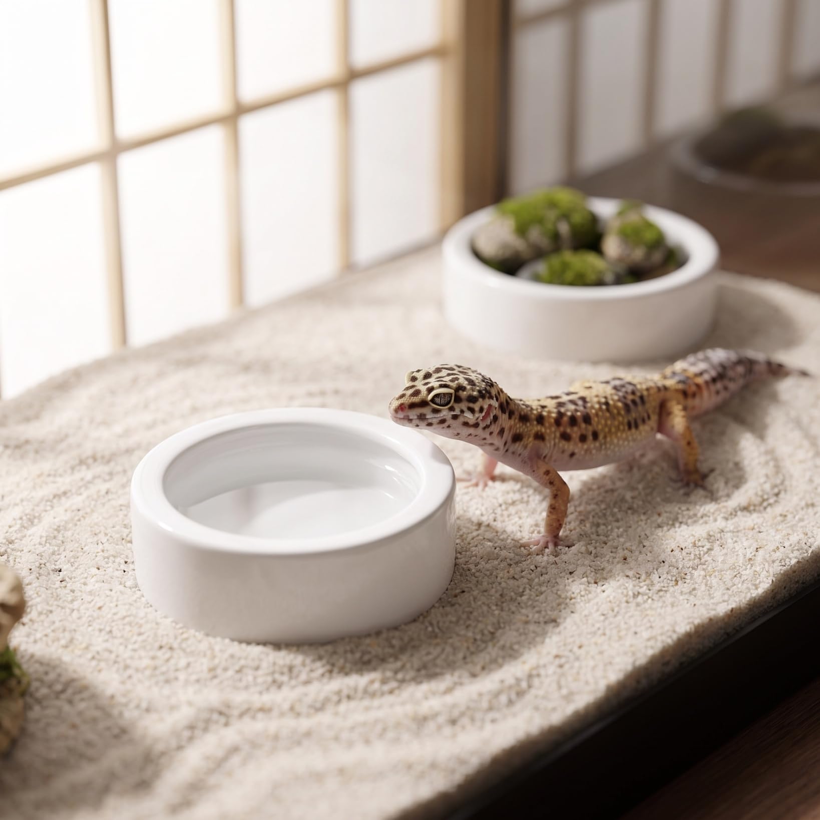 Amazon | Kisangel 爬虫類 エサ皿 水入れ 脱走防止 3個セット 陶器 小