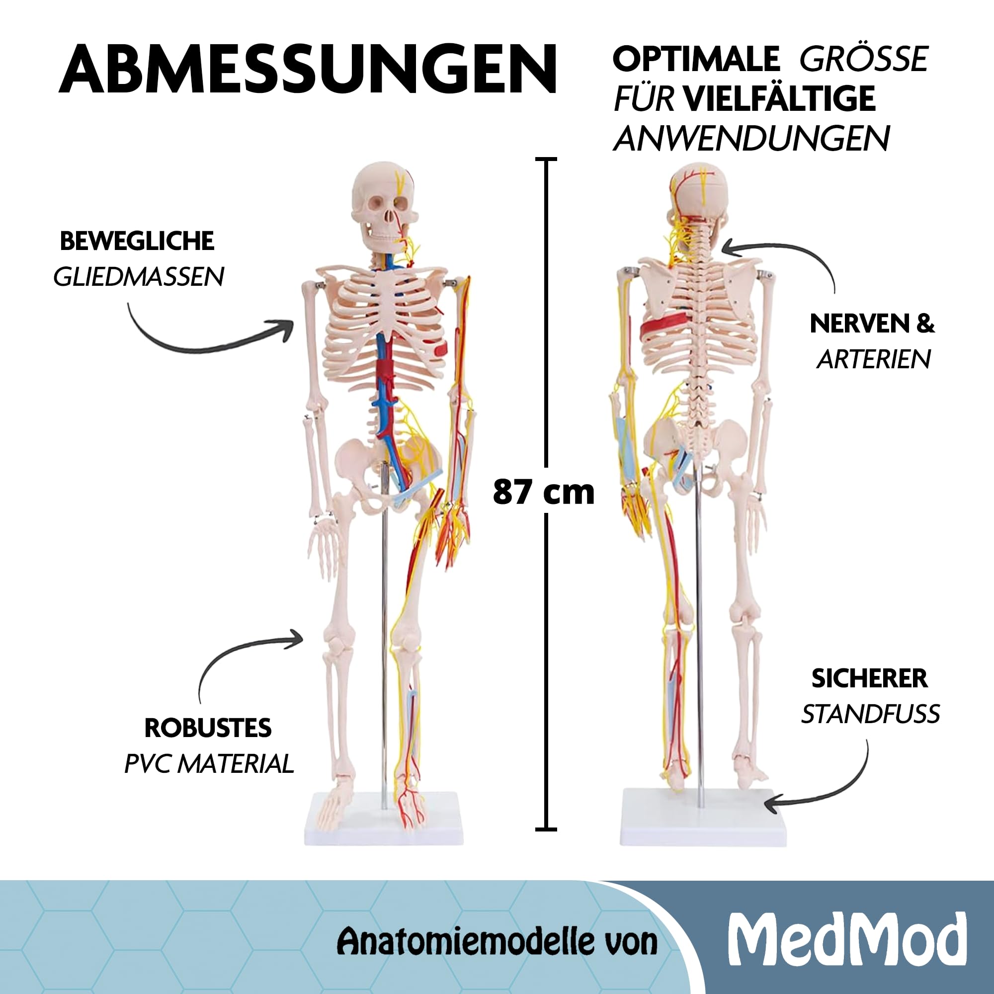 Anatomie Skelett 87 cm, detailliertes menschliches Skelett aus PVC mit Nerven und Arterien, für Schule, Studium und Anatomie-Training, Lehrmodell