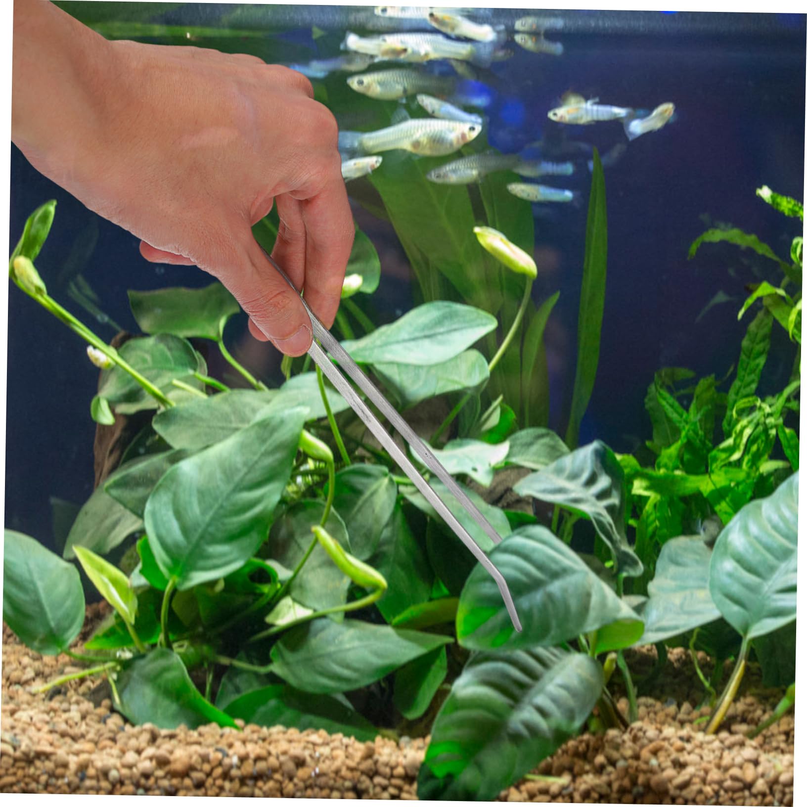 Ensemble de Ciseaux pour Plantes Aquatiques en Acier Inoxydable 1 Set | Argenté, pour Décorations et Gravier, Outils D’aquascaping en Format Compact