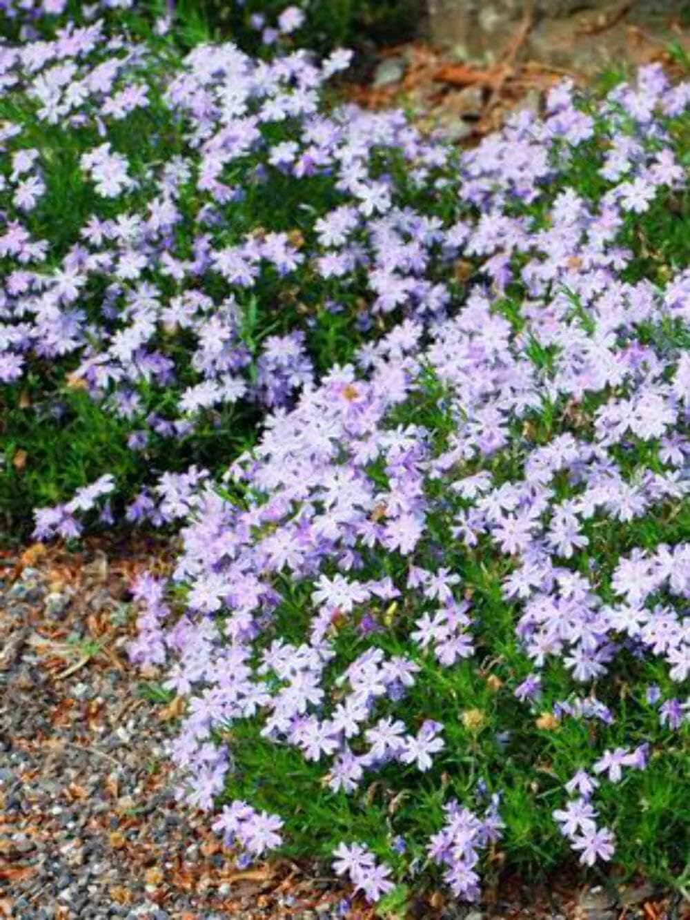Perennial Farm Marketplace Phlox subulata 'Emerald Blue' (Moss Pinks) Perennial, Size-#1 Container, Light Bluish Flowers