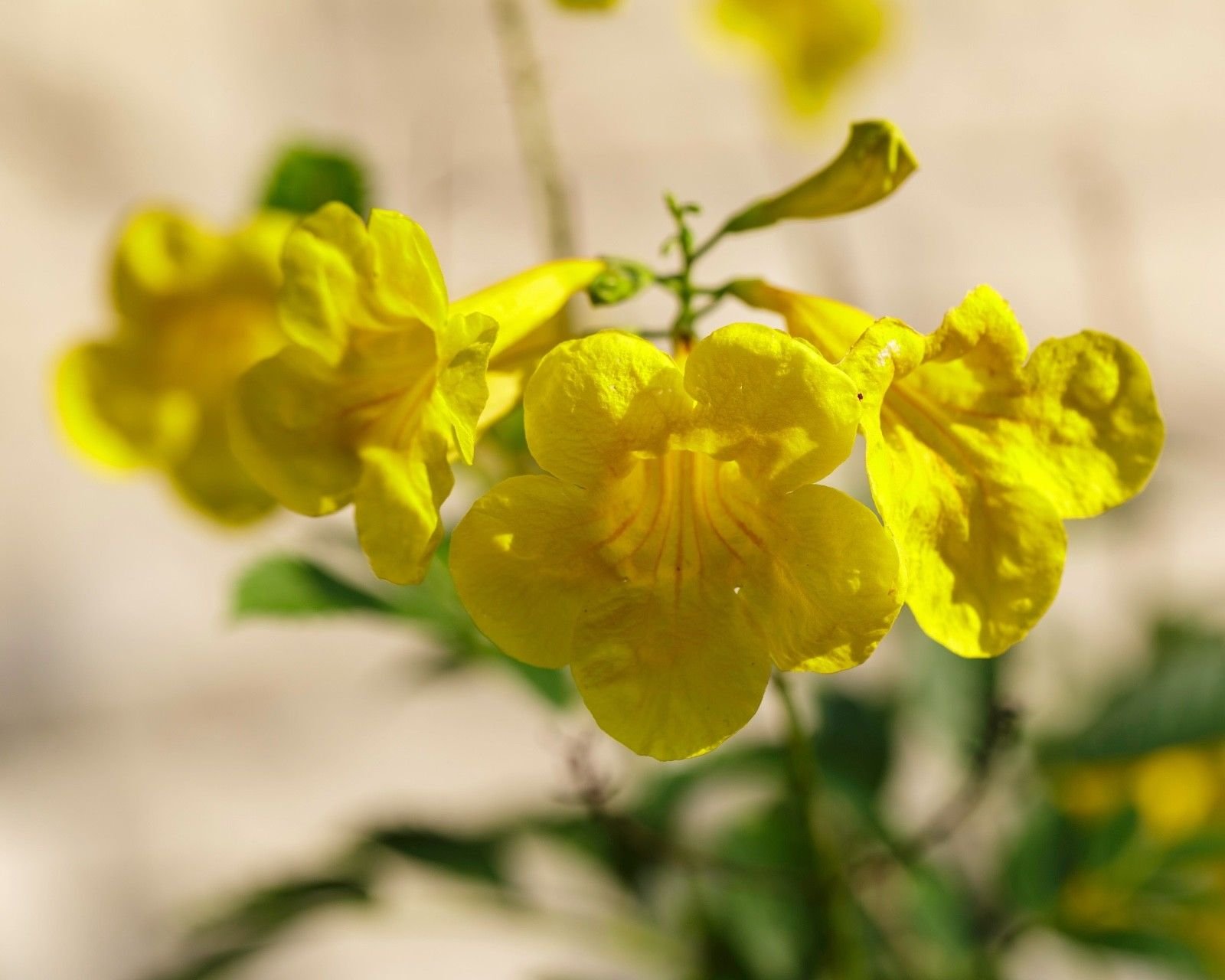 Amazon.com : 25 Seeds of Esperanza Seeds Yellow Bells Yellow
