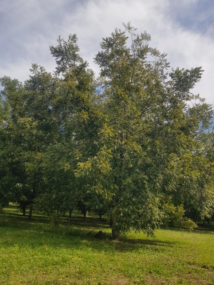 Northern Pecan Seedlings