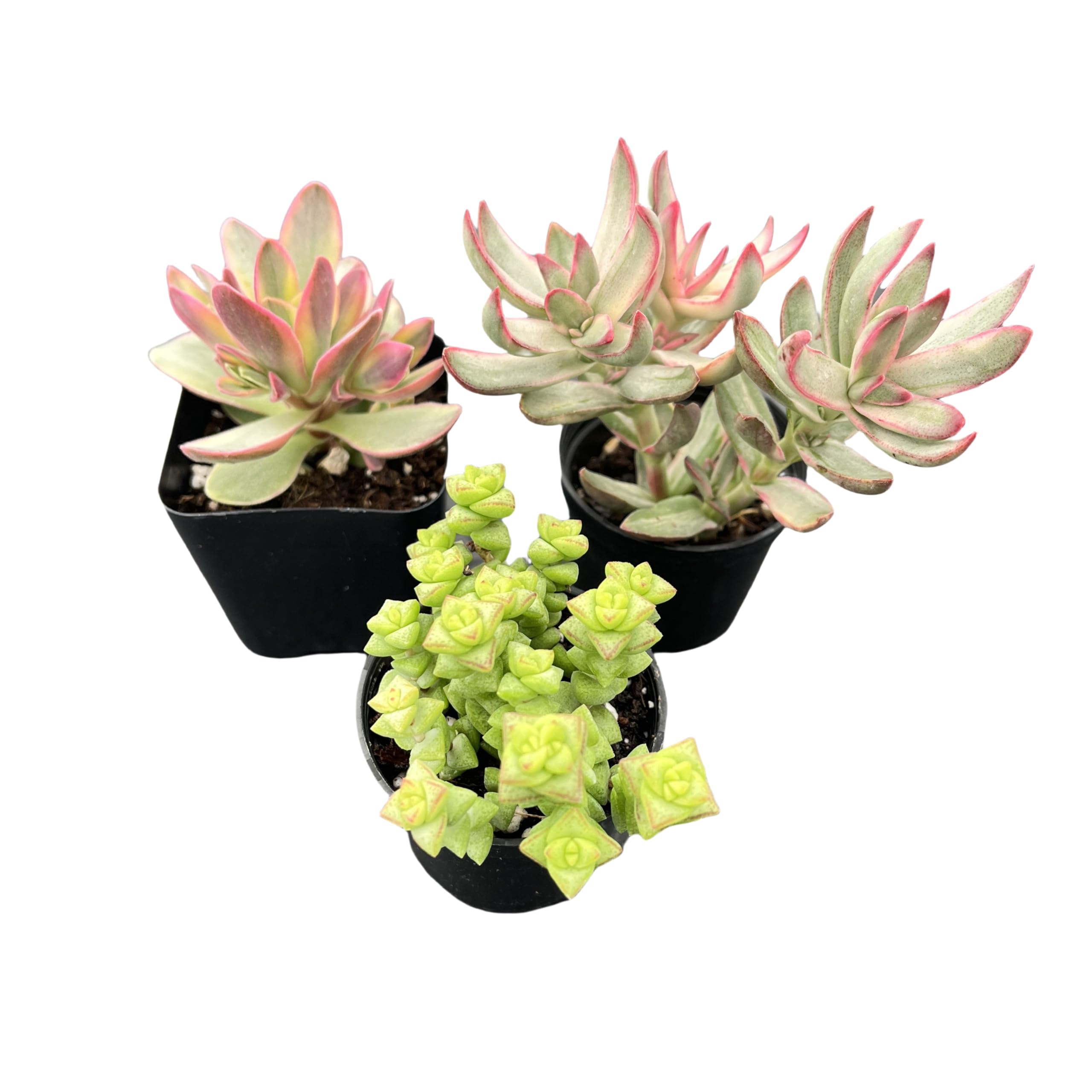 Sponsored Ad - Sprout N Green Crassula Succulent Collection, 3 Live Succulent Plant Fully Rooted in 2inch Starter Pot, Home Office Indoor Outdoor Wedding Decoration DIY Projects Party Favor
