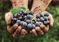 Vista 7 de PURE ORIGINAL INGREDIENTS Resveratrol, (100 cápsulas) siempre puro, sin aditivos ni rellenos, verificado por laboratorio