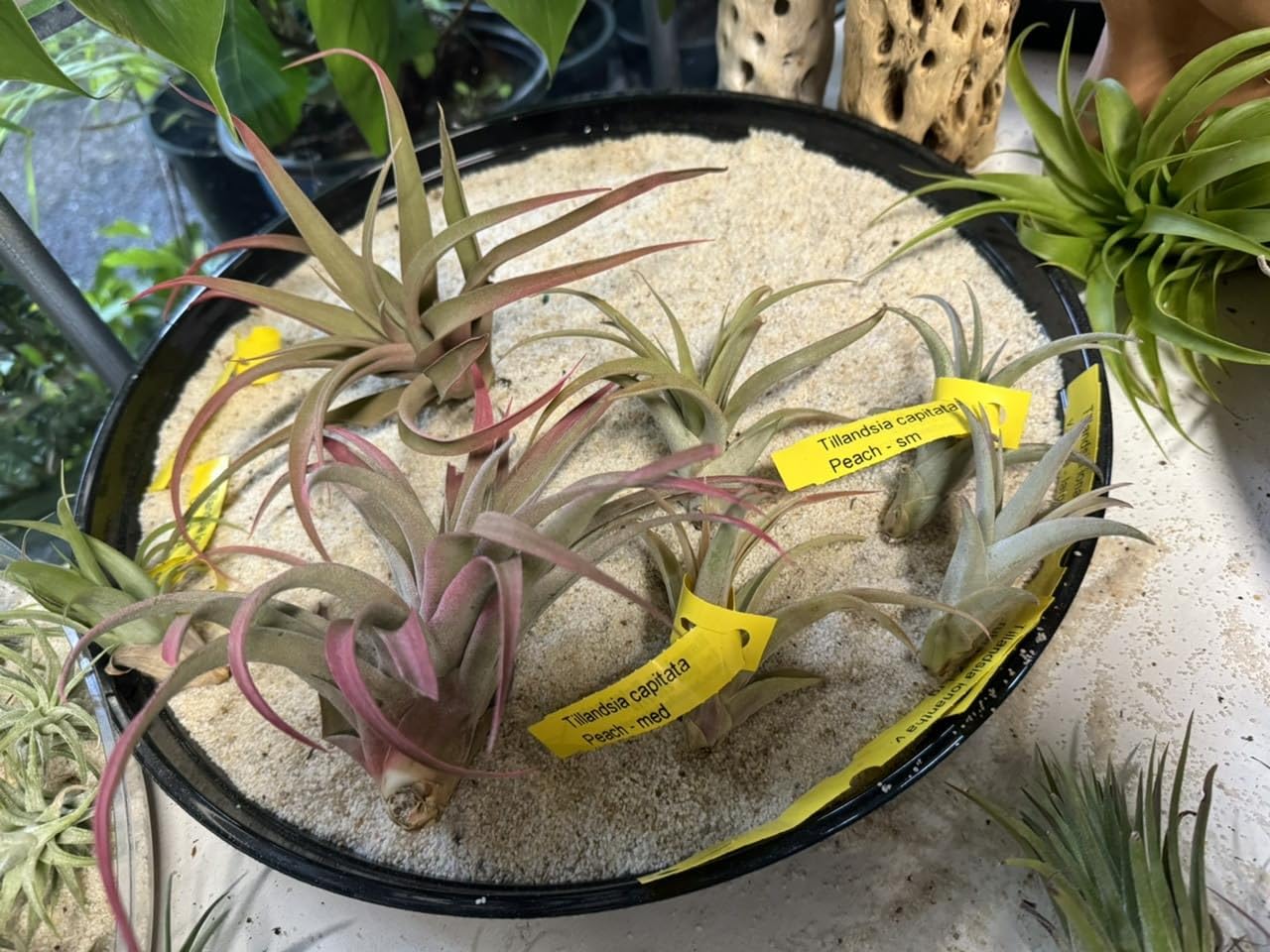 Air Plant Tillandsia Capitata Peach, air plants collection, airplant