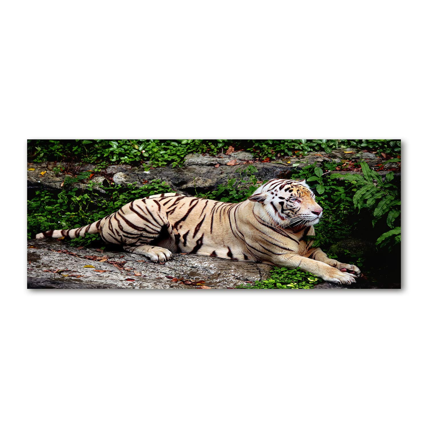 Tulup Impression sur Verre 125x50 cm Image Tableau Photo décorative panoramique pour la Cuisine et Le Salon - Animaux - Tigre sur Le Rocher - Beige