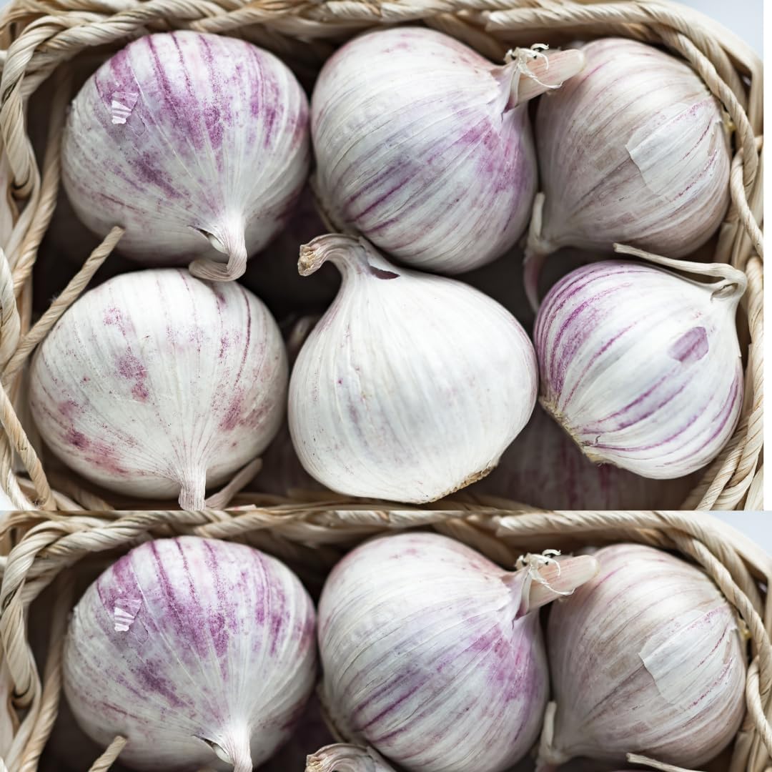 1 Pound Hard Neck Garlic for Planting in Fall, Purple Stripe Garlic Bulb for Planting, Fresh and High Yield, Cold Hardy, Planting Softneck Hardneck