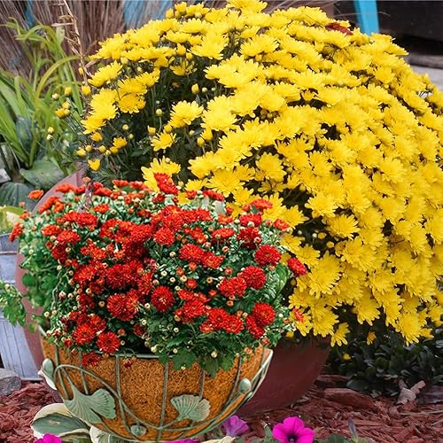 Miniatura 7 de 2 piezas de cestas colgantes de coco de 18 pulgadas, cesta redonda de coco para plantas, repuesto para cesta colgante, 100% fibra de coco natural,