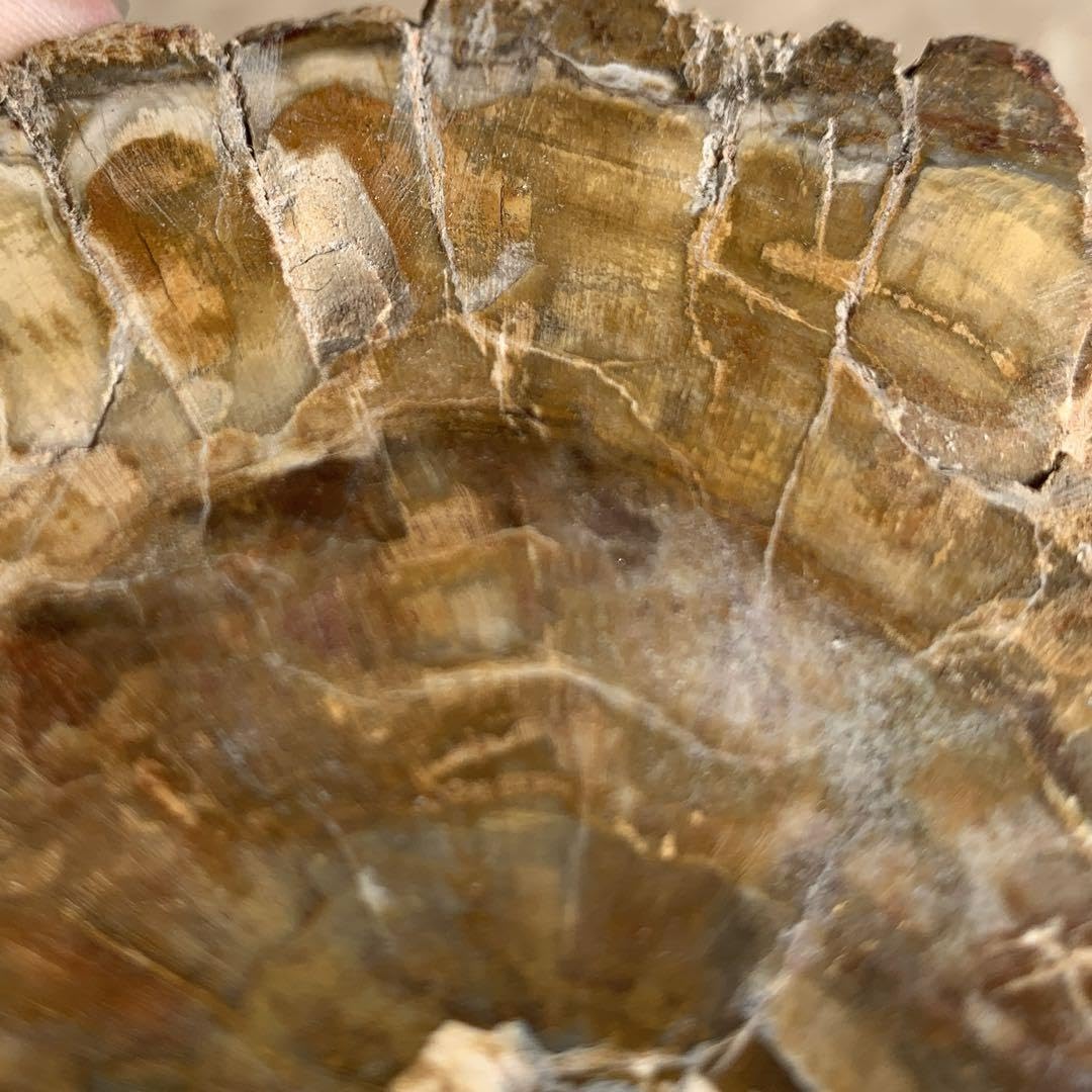 ⭐️超巨大‼︎約2億5000万年の樹木化石⭐️】茶色 ブラジル産 珪化木