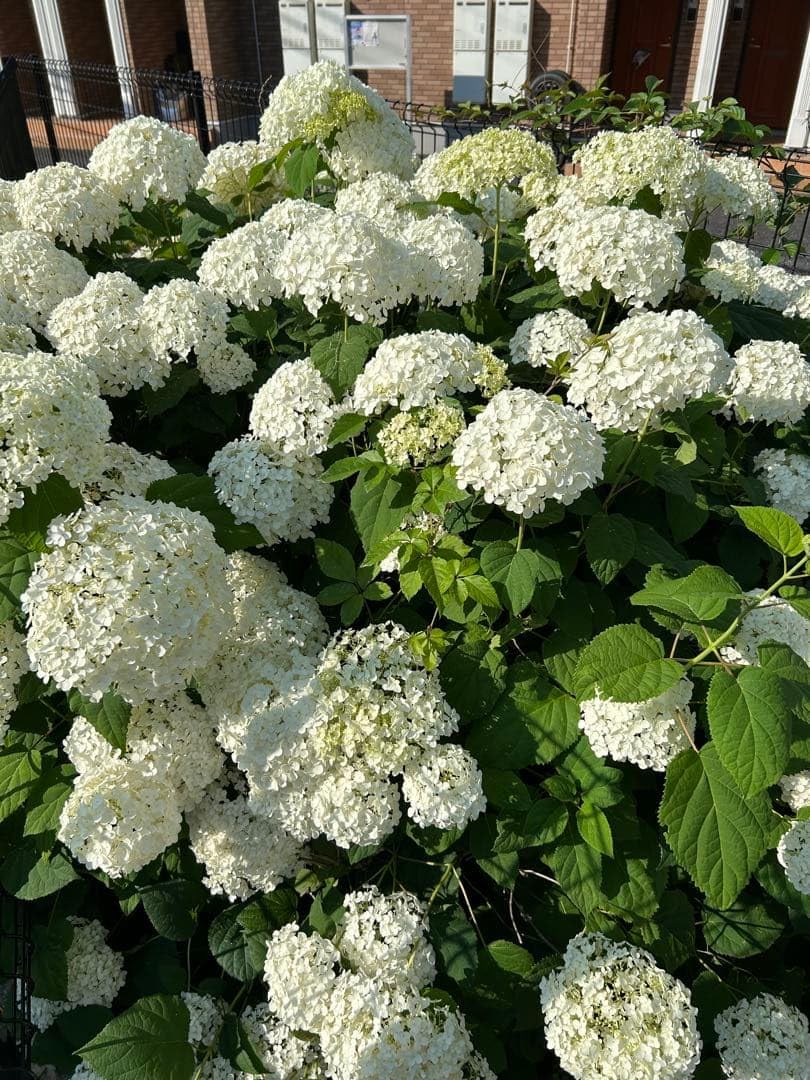 Amazon｜西洋紫陽花アナベル挿し木苗 現物1ポット分 3現物｜観葉植物