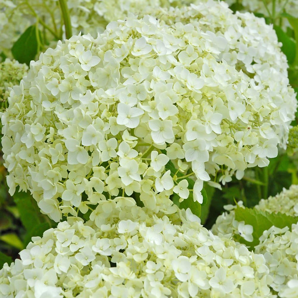 Hardy Hydrangea Shrubs Large Garden Flower Plants White Hydrangeas Shrub Flowers for Pots or Border Displays 1 x Hydrangea Arborescens 'Annabelle' Plant in a 3.6 Liter Pot by Thompson and Morgan