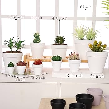 みぃこどん品　T. Succulent Form × Nizandaセット みぃこどん様専用品 T. Succulent Form × Nizandaセット - メルカリ