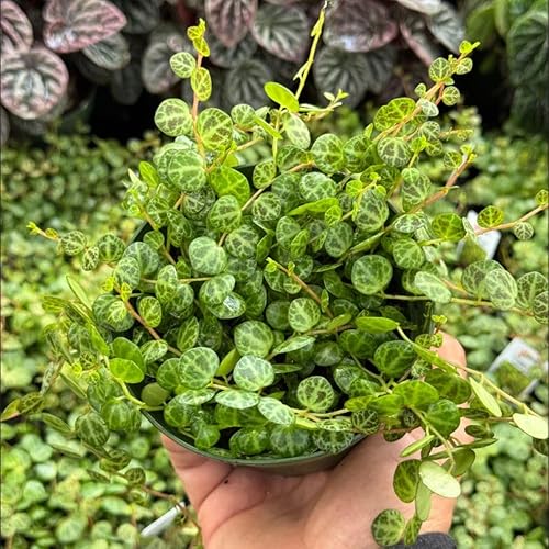 Cadena viva de tortugas colgantes de 3 pulgadas, cadena de tortugas suculentas, planta suculenta viva para plantar en interiores