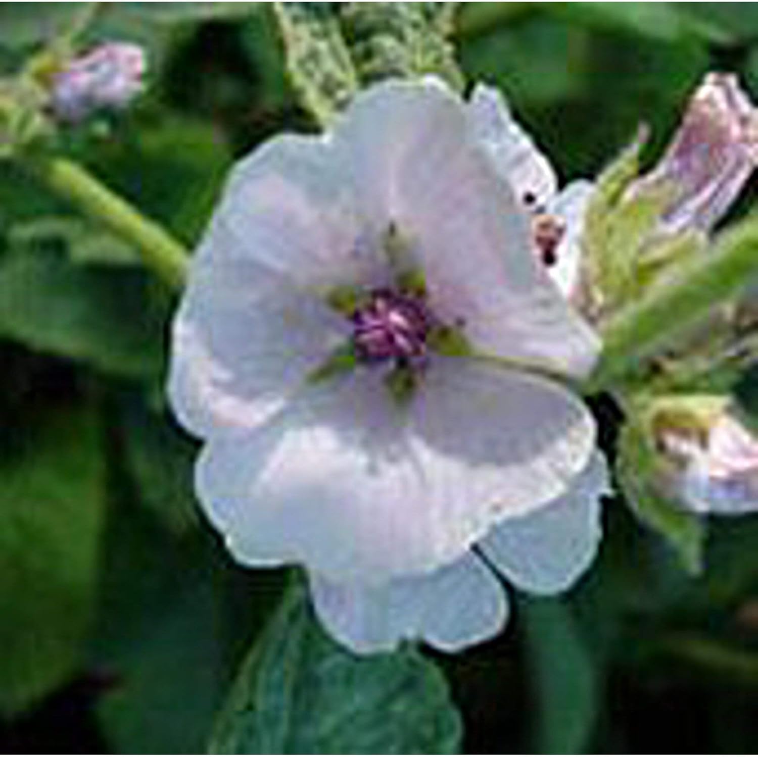 Marshmallow Seeds (((50 Seed Packet))) (More Heirloom, Non