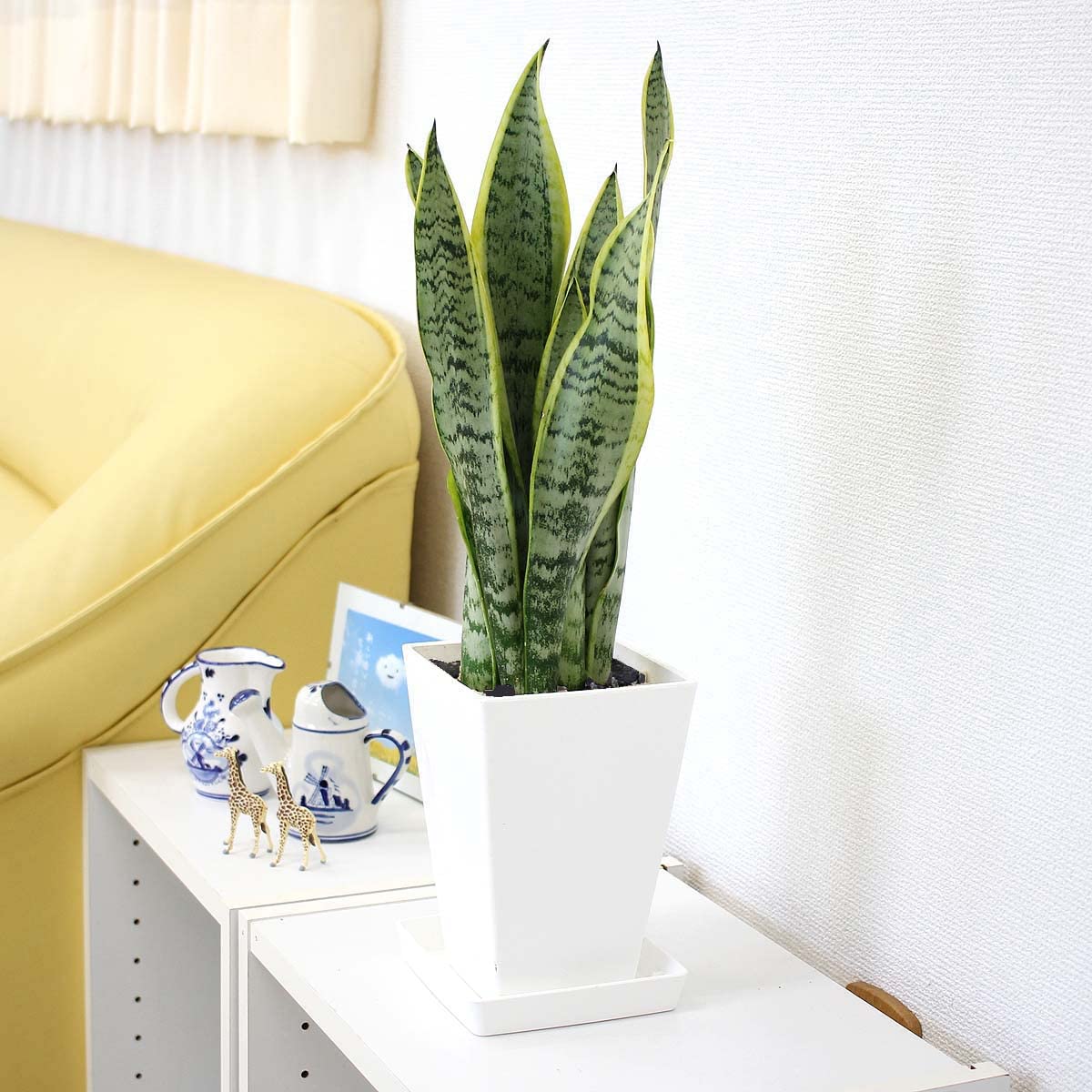 ブルーミングスケープ サンスベリア