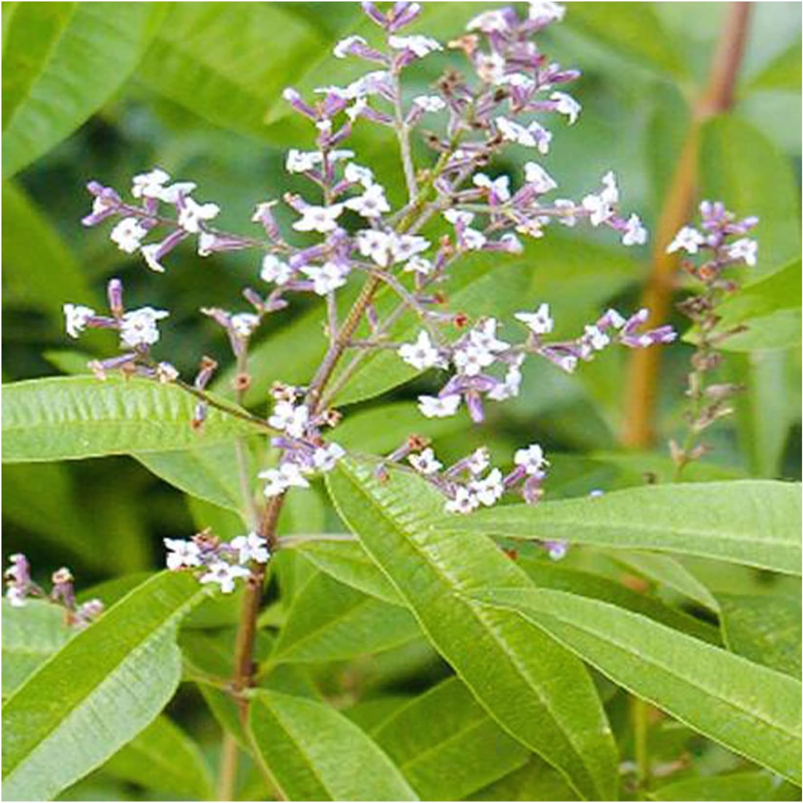 Verbena Lemon Aloysia citrodora Lippia citriodora herb Plant 9cm Pot