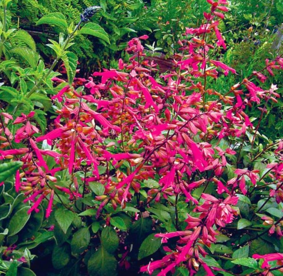 Miniatura 2 de 350 Semillas de Salvia Greggii Fairy Queen Wendy Salvia Salvia Otoño Fragante Sin OMG Heirloom Variedad Flor Rosa