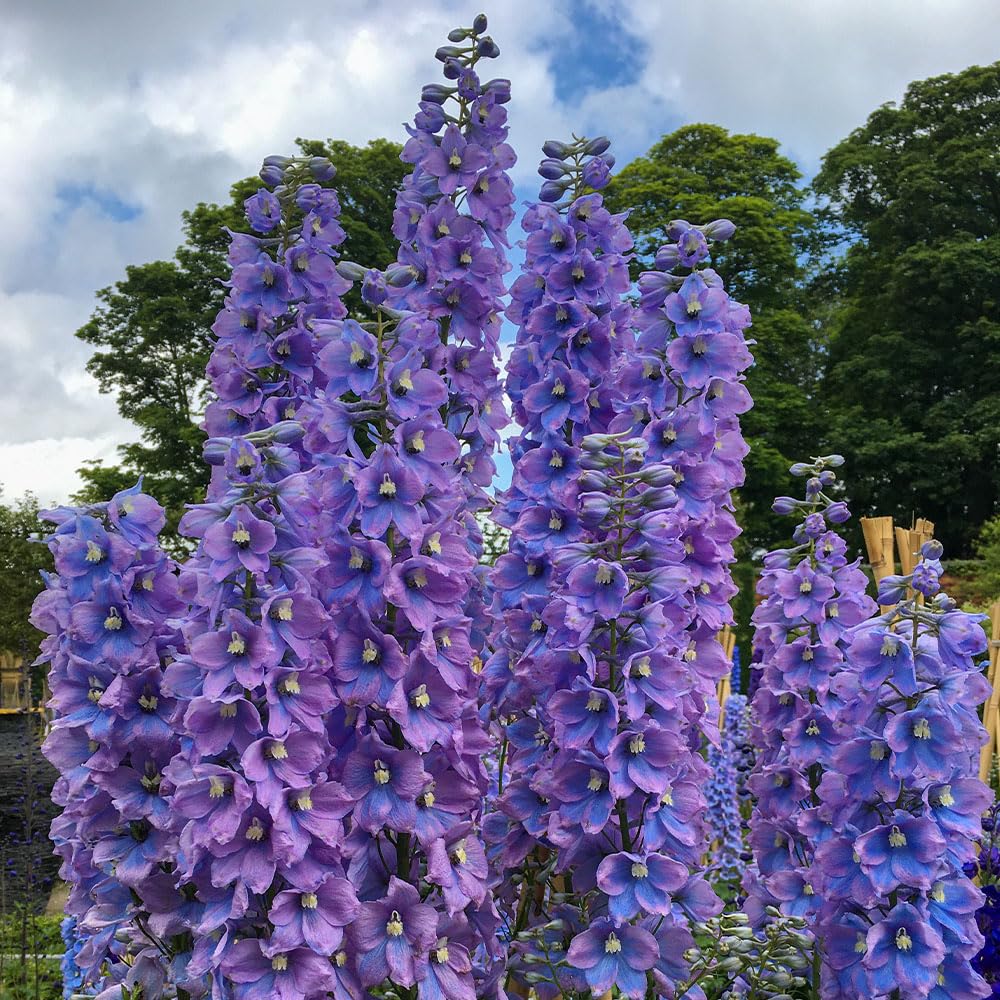 Delphinium Magic Fountain The Blues Seeds – Compact Plants, Flowers from First Year Onwards – RHS Plants for Pollinators – Hardy Perennial – for Your Beautiful Garden