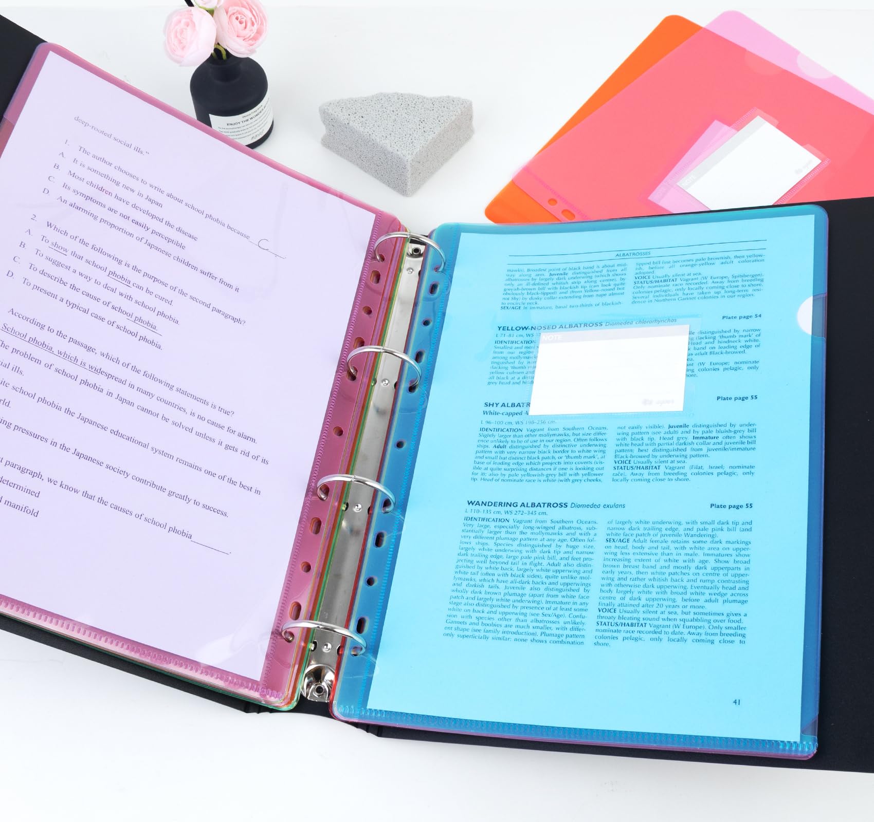 Agoer A4 Plastic Folders Punched with Label Pocket,24 Pcs Clear Plastic Sleeves Wallets 8 Bright Colours A4 Cut Flush Folder Open Top&Side,11 Holes Sheet Protector for Paperwork Files Report - Image 3