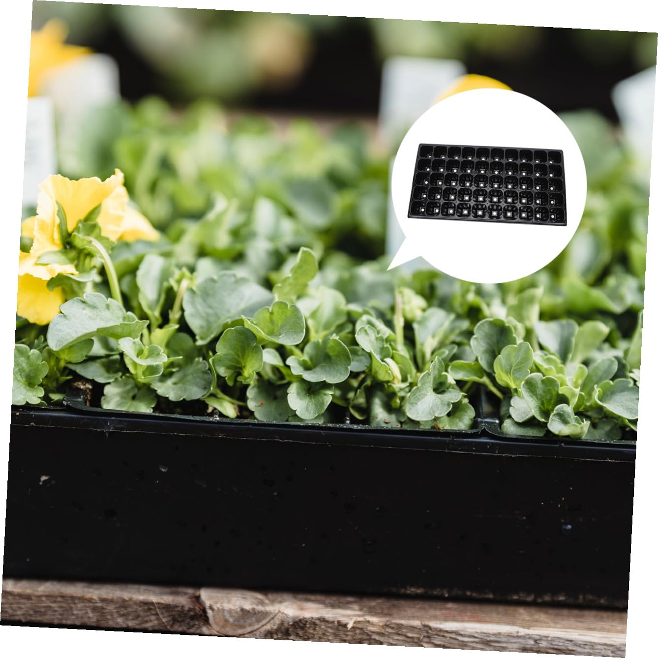 Mipcase 10pièces Plateau De Épais pour Germination De Plantes Et Étanche pour Et Légumes