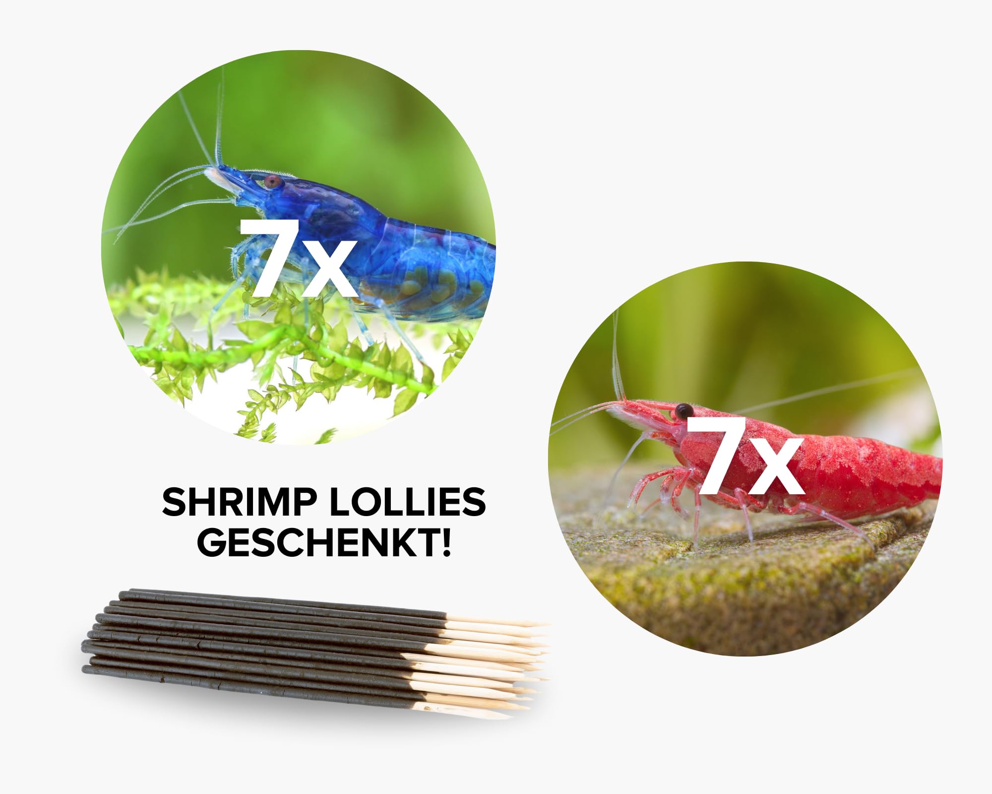 Neocaridina Garnelen Paket | Neocaridina Garnelen für Süßwasser Aquarium | 8 x Shrimp Lollies geschenkt | Red Sakura & Blue Dream Garnele