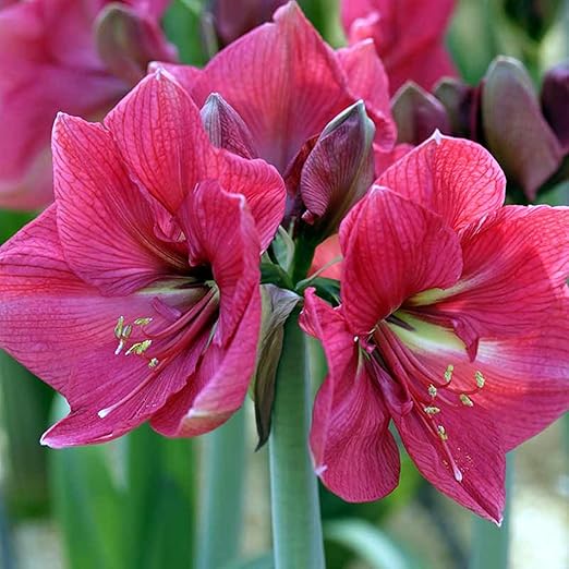 Amazon ヒッペアストラム球根 ナチュラル ガーデンデコレーション 生きている緑の植物 絶妙な切り花 切り花 ハーディ アマリリス球根 レア 多年生植物 ガーデニング ガーデン シンプルな植栽 3バルブ D 花 Amazon ヒッペアストラム球根 ナチュラル ガーデンデコレーション 生きている緑の植物 絶妙な切り花 切り花 ハーディ アマリリス球根 レア 多年生植物 ガーデニング ガーデン シンプルな植栽 3バルブ D 花