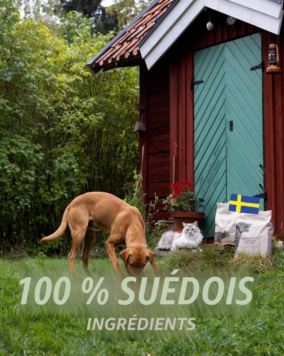 MAGNUSSONs Grain Free (1 x 14 kg) – Nourriture sèche pour Chiens Adultes de Toutes Races – Aliment Complet – Haute teneur en Viande fraîche – Cuite au Four