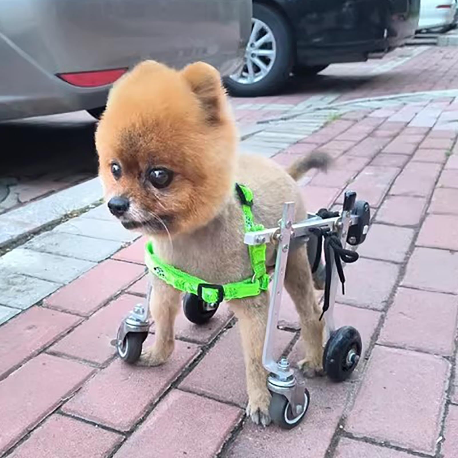 Amazon.com: Elitix Full Support Dog Ourdooe Wheelchair w/ 4 Wheel